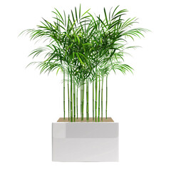 Lush Bamboo Plant in a Contemporary White Planter: A dense cluster of green bamboo stems with slender leaves in a modern white rectangular pot