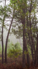 Forêt des Landes de Gascogne, sous un épais brouillard