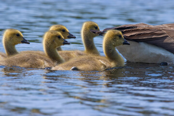 young canada geese goslings on a lake