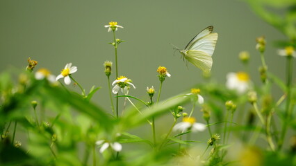Close-up of white butterfly flying to suck nectar from flower © Nguyen Thi Nhu Quynh