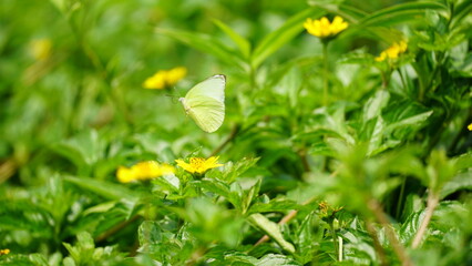 Close-up of white butterfly flying to suck nectar from flower