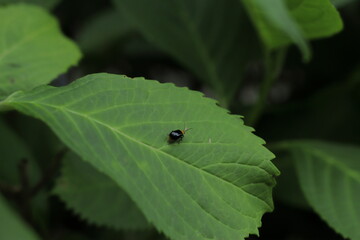 bug on leaf