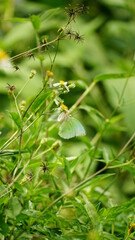 Close-up of Catopsilia pomona butterfly sucking nectar on a natural background