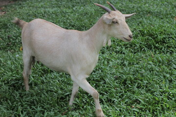 goat on the meadow