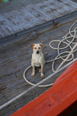 dog on the pier