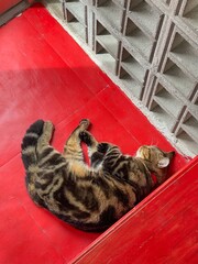 relexing, cat, american shorthair, sleep cat