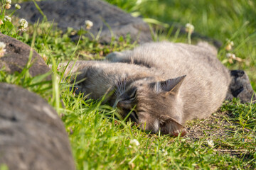 春のシロツメクサと草むらでごろごろしてるサバトラ柄の野良猫