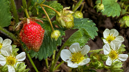 Garden strawberries growing in the yard of a country house.