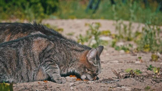 A hungry stray cat eagerly devours a meal of dry food, a reminder of the basic needs of homeless animals.
