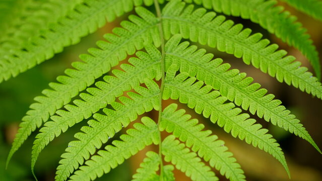 Close-up of Polypodium leucotomos leaves