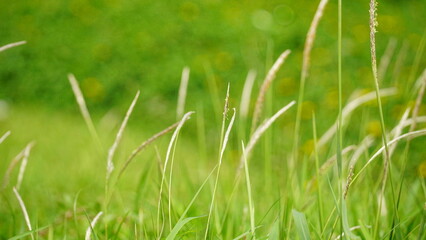 Close-up of reed flowers on a natural background next to the lake