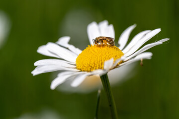 Obraz premium Bee on Daisy