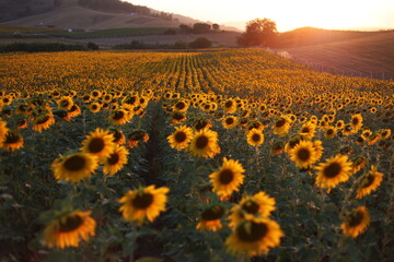 Obraz premium sunflower field at sunset in the countryside