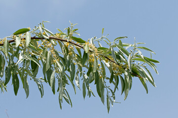 A blooming branch of the Russian olive, silverberry or oleaster (Elaeagnus angustifolia)