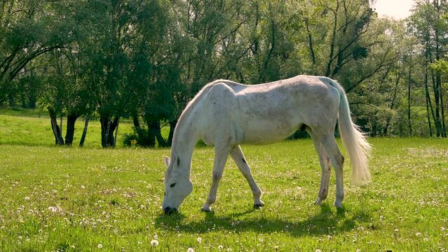 Rural landscape. white horse, stallion grazing in the meadow and eating grass. Concept of breeding horses, livestock