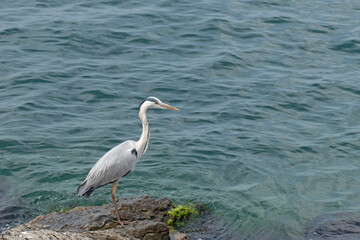 Gray Heron (Ardea cinerea) watching for catching fish on the rocks by seaside of Marmara Sea