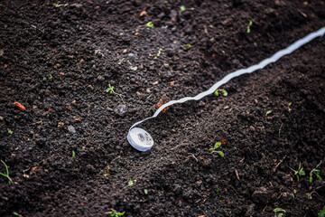 The process of planting seeds on a tape in the ground, planting carrots