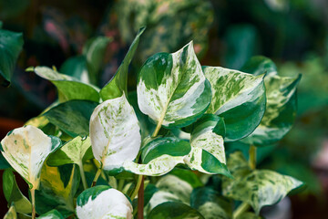 Manjula pothos plant having large, heart-shaped leaves with white, green, and cream variegation. A...