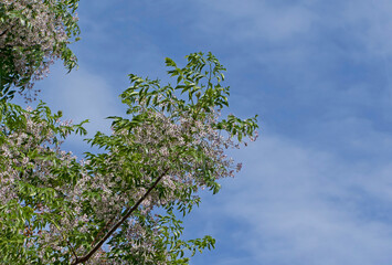 Blooming branch of the chinaberry tree (Melia azedarach)