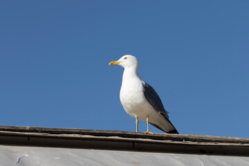 An adult Caspian Gull (Larus cachinnans) on roof