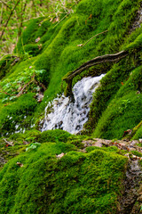 Obraz premium Serene waterfall cascading through mossy cliffs at Beli Izvorac, Serbia