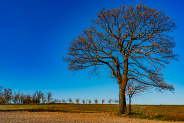 Fototapeta premium Solitary tree stands tall against a clear blue sky on a crisp spring day
