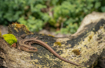 Fototapeta premium Common lizard, Zootoca vivipara