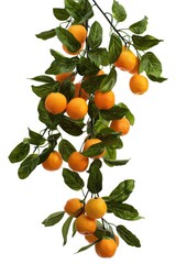 Oranges on tree branch