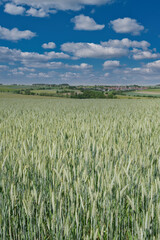 Gersten Felder und bewölktem Himmel