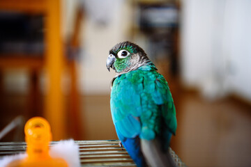 ウロコインコのリンちゃん