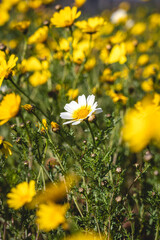 Campo de flores amarillas con una margarita blanca destacándose en el centro. La luz natural resalta los colores vibrantes, creando una escena primaveral y fresca. Ideal para temas de naturaleza.