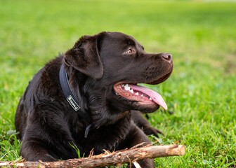 Un perro labrador chocolate descansando en un parque, con la lengua afuera y un palo en frente. La luz natural resalta su pelaje brillante y su expresión relajada transmite tranquilidad y alegría.