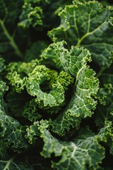 Kale leafy green from cabbage family 