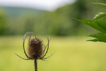 Single thistle at the edge of the meadow