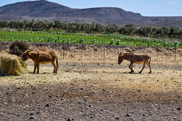 Esel auf einer Farm auf Fuerteventura
