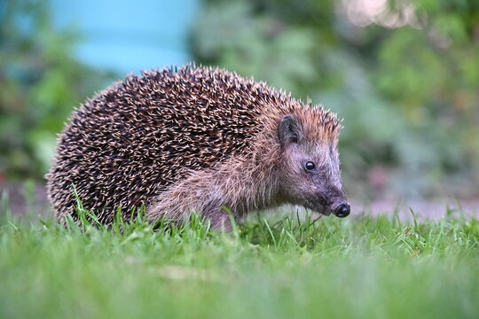 Igel