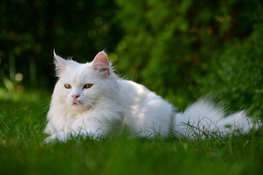 Wei&szlig;e Katze