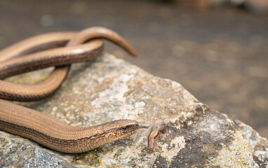 slow worm, Anguis fragilis, basking on rock Buckinghamshire uk