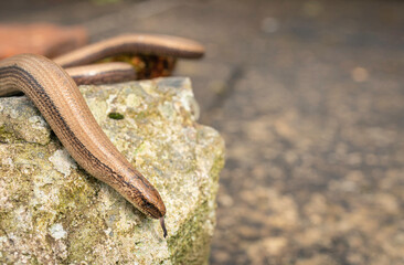 slow worm, Anguis fragilis, basking on rock Buckinghamshire uk