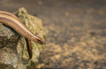 slow worm, Anguis fragilis, basking on rock Buckinghamshire uk