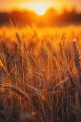 Field of Wheat Sunset