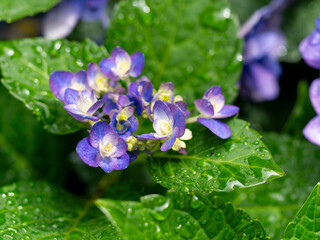 水滴が付いた青紫色のアジサイ
