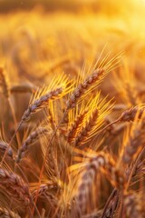 Wheat Field Sunset