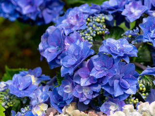 水滴が付いた青紫色のアジサイ
