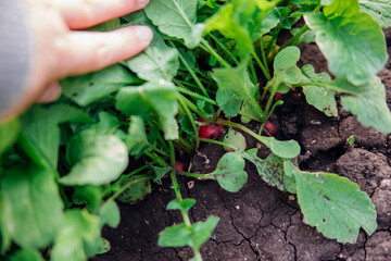 Women's hands hold a small ripe radish in the garden. Vegetables grown in the home garden.