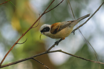 Eurasian Penduline-Tit on the birch