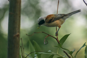 Eurasian Penduline-Tit on the tree
