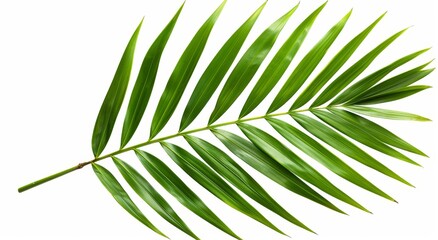 Obraz premium This sharp, high-definition picture is perfect for nature, tropical, or botanical themed projects.