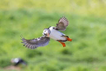 An Atlantic Puffin (fratercula arctica), wings spread, coming into land at the colony. Skomer Island, UK