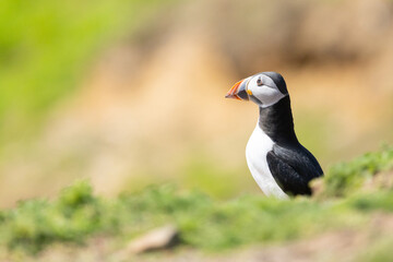 Head and upper body shot of an Atlantic Puffin (fratercula arctica) facing into copy space. UK